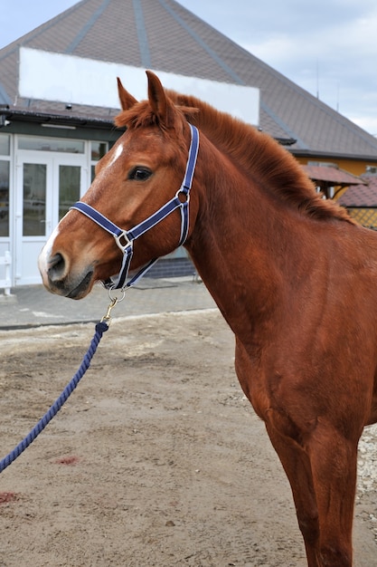 Giovane cavallo di razza in campagna