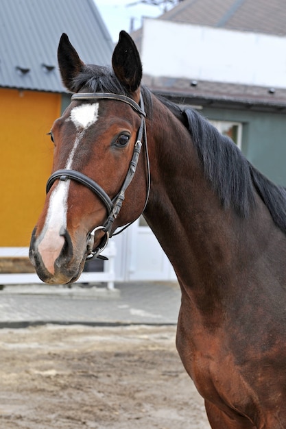 Giovane cavallo di razza in campagna