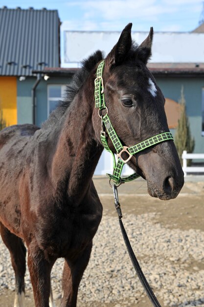 Giovane cavallo di razza in campagna