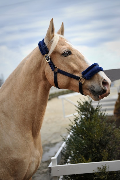 Giovane cavallo di razza in campagna