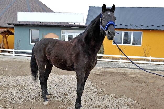 Giovane cavallo di razza in campagna