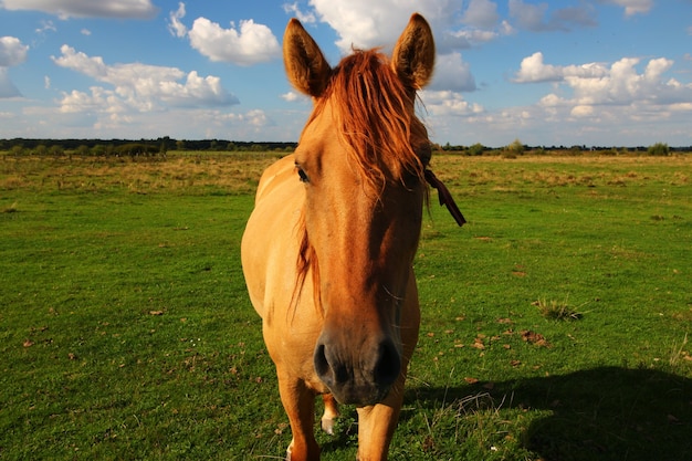 Giovane cavallo in estate si chiuda