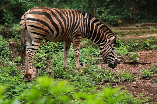 Giovane cavallo zebra in cerca di cibo