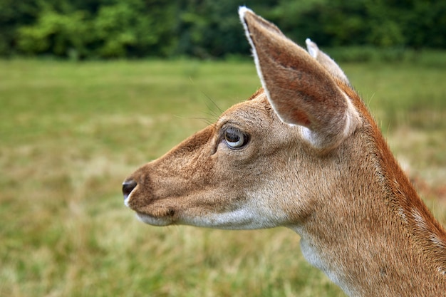 Giovane cervo Cervus nippon ritratto