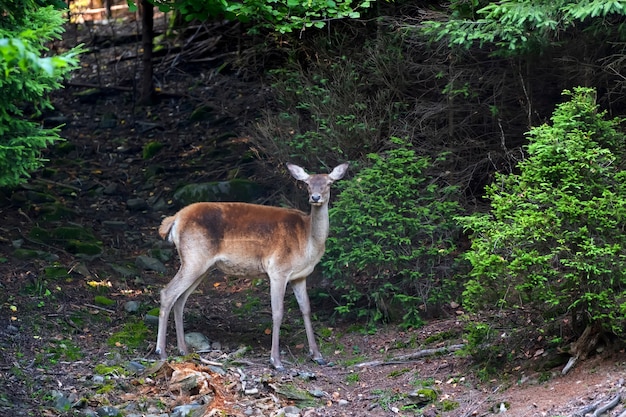 Giovane cervo in piedi ai margini del bosco