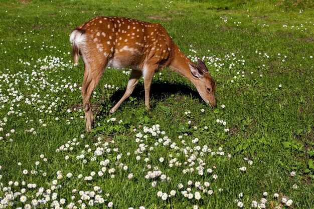 Giovane cervo maculato nella foresta in una radura