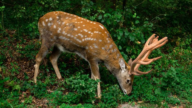 Giovane cervo marrone sika al pascolo nella foresta