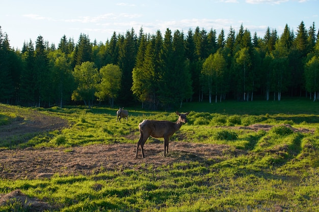 Giovane cervo nella foresta in una giornata di sole.