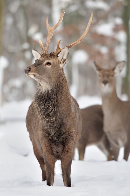 Giovane cervo nella foresta invernale