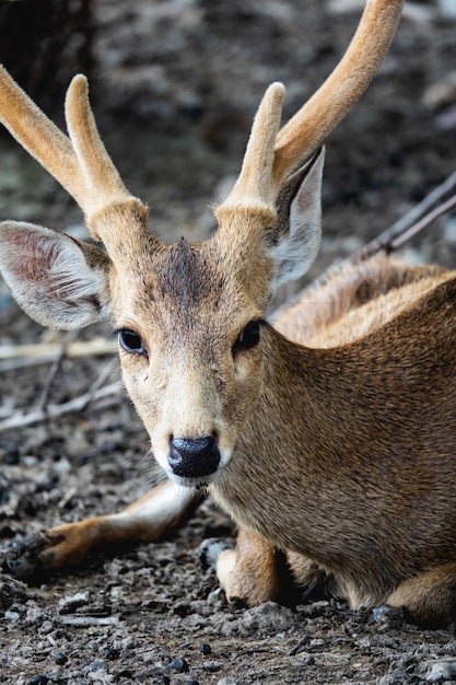 Giovane cervo seduto nel parco