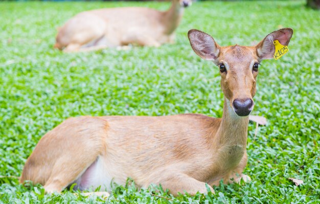 Giovane cervo sul giardino zoologico