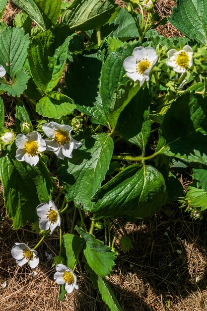 Giovane cespuglio di fragole con i primi fiori