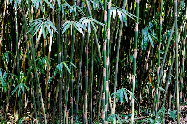 Giovane cespuglio di piante di bambù che crescono nella foresta profonda