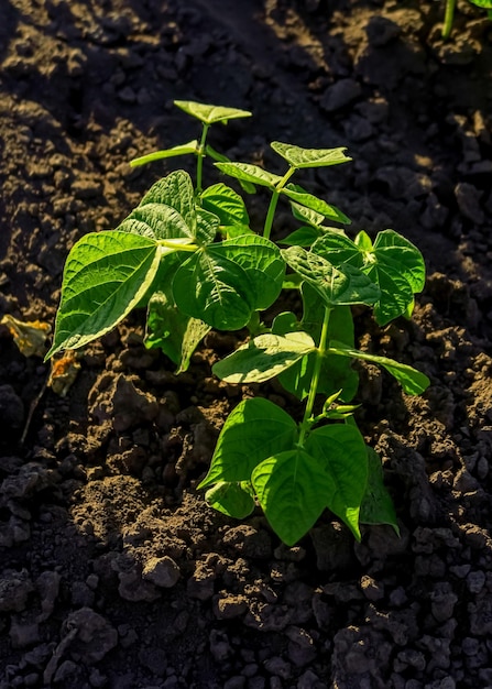 giovane cespuglio verde di fagioli biologici cresce nel giardino di un'azienda agricola vegetale