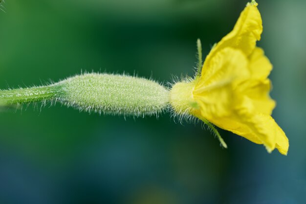 Giovane cetriolo con fiore giallo che cresce sul ramo Foto macro