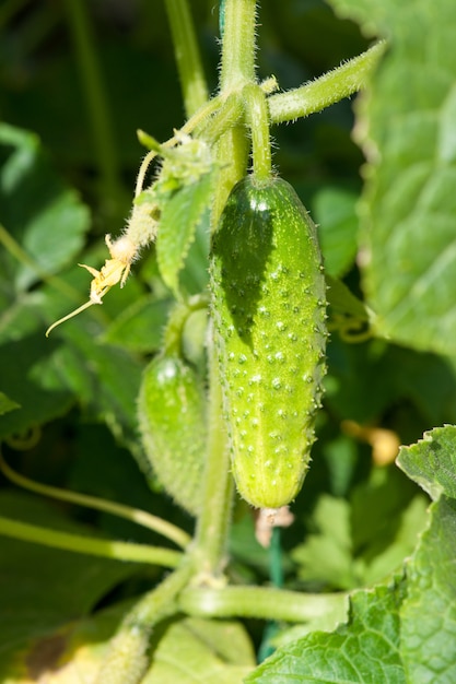 Giovane cetriolo in giardino