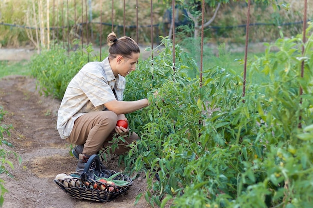 Giovane che raccoglie pomodori dal suo orto biologico con cesto di vimini e varietà di verdure e verdure