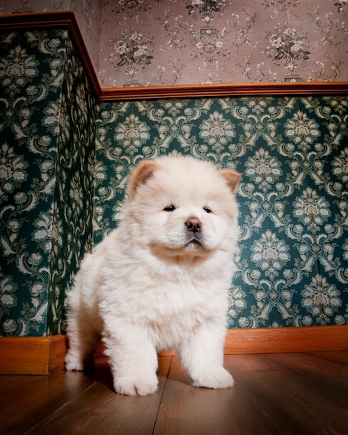 Giovane Chow-Chow in una stanza retrò