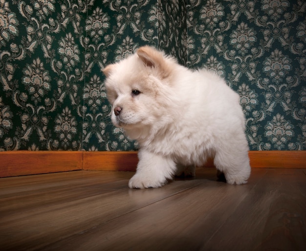 Giovane Chow-Chow in una stanza retrò