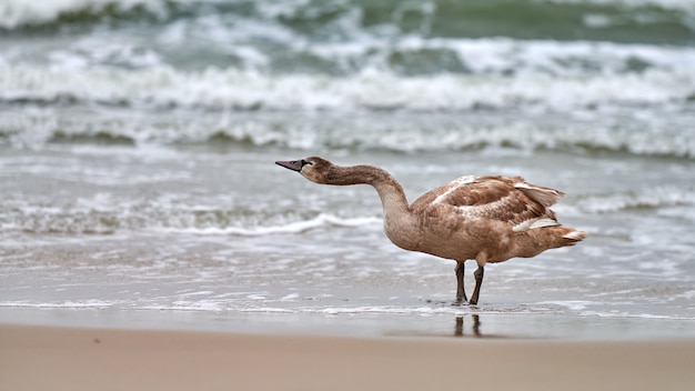 Giovane cigno bianco di colore marrone che cammina dalle acque blu del Mar Baltico. Chiuda sull'immagine ad alta risoluzione del pulcino del cigno con le piume marroni. Cigno reale, nome latino Cygnus olor.