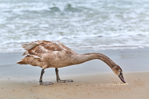 Giovane cigno bianco di colore marrone che si alimenta e pesca in mare. Pulcino di cigno con piume marroni in cerca di cibo. Cigno reale, nome latino Cygnus olor.