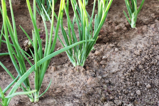 Giovane cipolla verde che cresce nel giardino