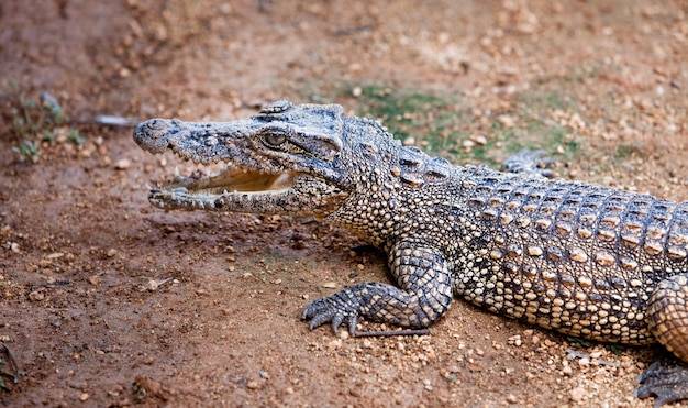 giovane coccodrillo, alligatore su un bue