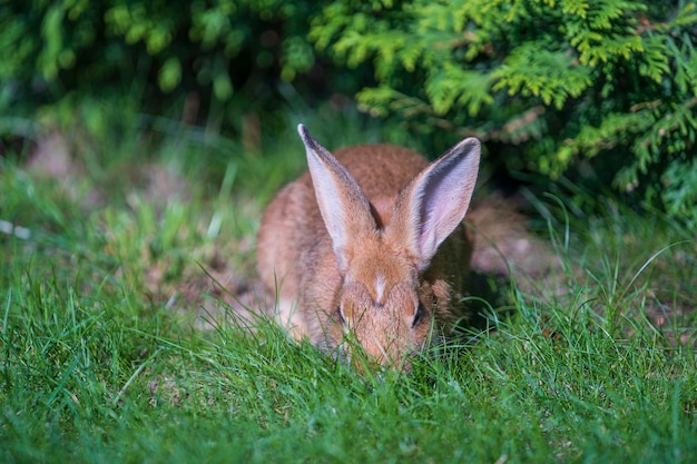 Giovane coniglio carino sull'erba verde mangiare da vicino Animali e concetto di natura Kiev Ucraina