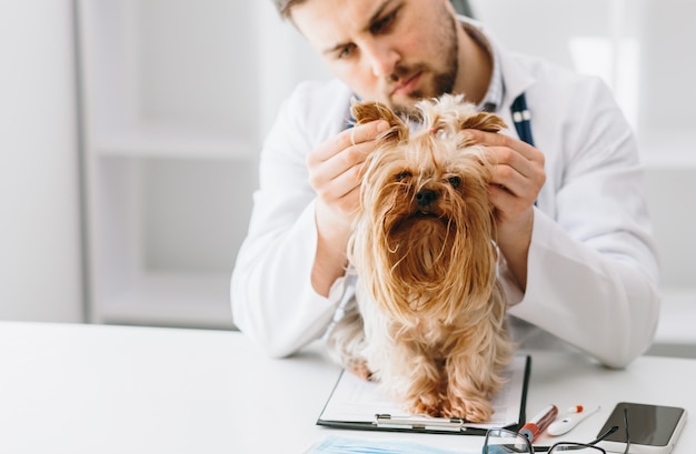 Giovane controllo veterinario bello yorkshire più terier