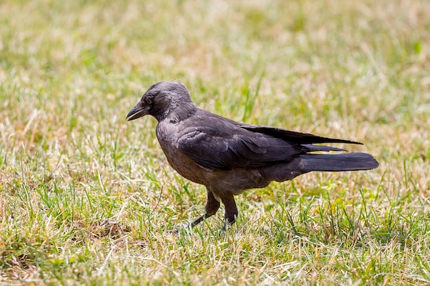 Giovane corvo nero sull'erba nel parco