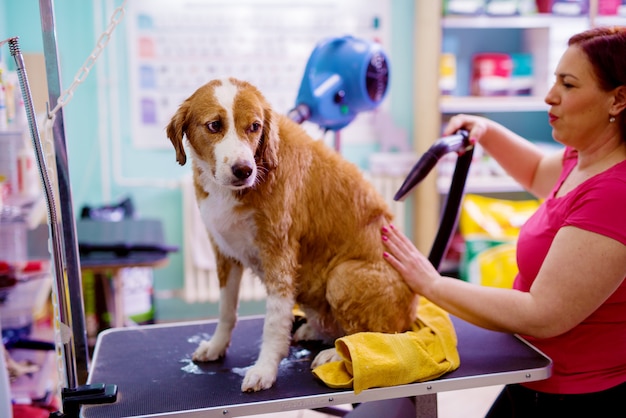 Giovane cucciolo adorabile sveglio che è asciugato con un fan dopo una doccia da una lavoratrice in un salone animale.