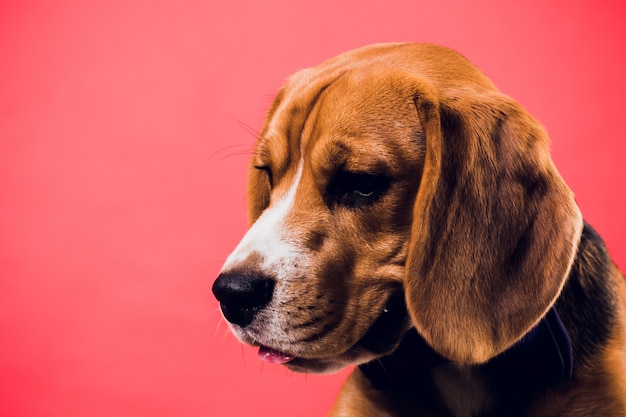 Giovane cucciolo, cane da lepre, isolato su sfondo rosso.