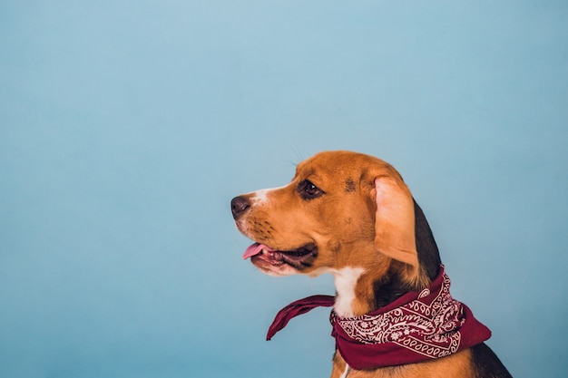 Giovane cucciolo, cane da lepre, sfondo blu, collo scialle rosso sul collo.