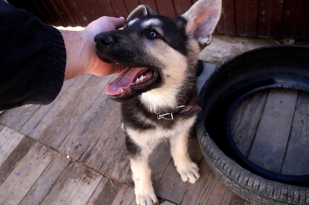 Giovane cucciolo del cane da pastore dell'Europa orientale