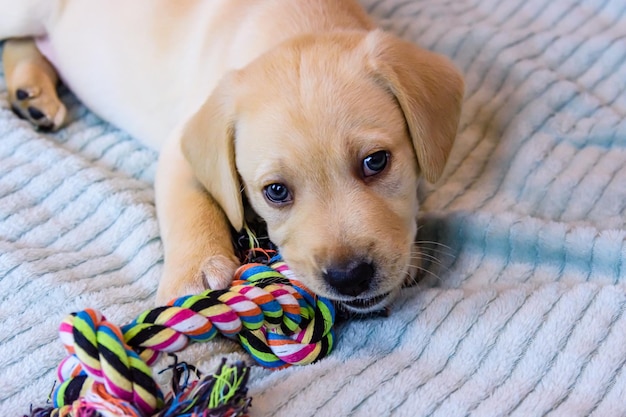 Giovane cucciolo di razza del labrador retriever che gioca con il giocattolo della corda