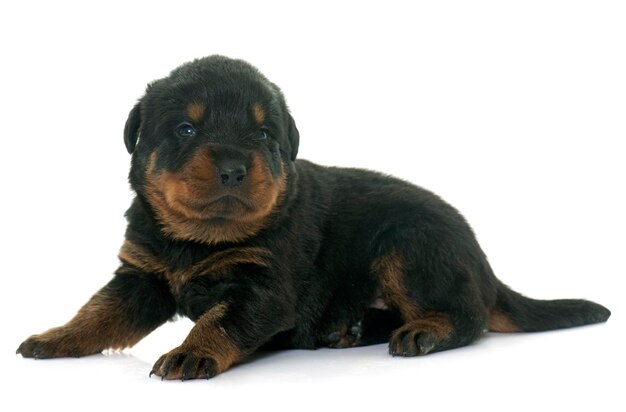 giovane cucciolo di rottweiler