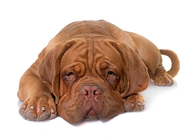 giovane dogue de bordeaux