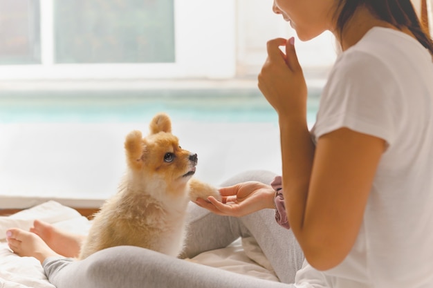 Giovane donna asiatica che addestra il suo cane di Pomerania a casa indoor