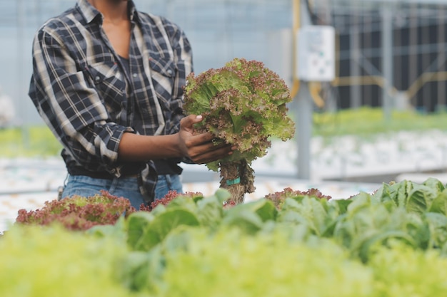 Giovane donna asiatica e agricoltore anziano che lavorano insieme in un'azienda agricola di verdure organiche idroponica