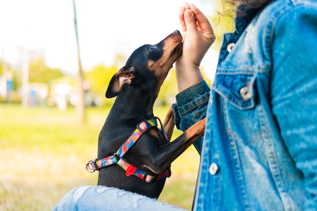 Giovane donna che gioca e addestra il suo cagnolino all'aperto. Cane femmina pinscher miniatura nero focato con proprietario in un parco