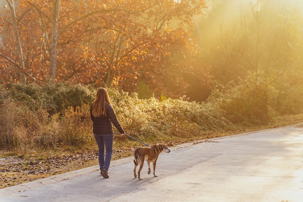 Giovane donna che porta a spasso il suo cane in natura con i raggi del sole mattutino caldo bagliore e lunghe ombre