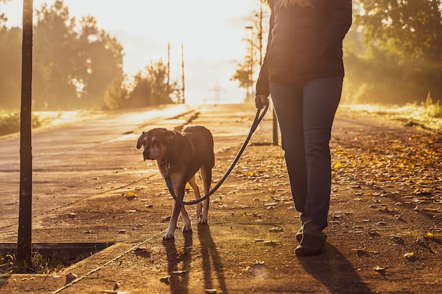 Giovane donna che porta a spasso il suo cane in natura con i raggi del sole mattutino caldo bagliore e lunghe ombre