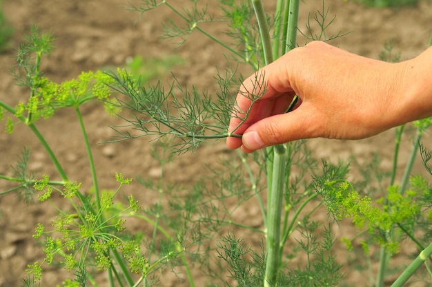 giovane donna che raccoglie aneto in giardino. giardinaggio domestico e coltivazione di ortaggi ed erbe aromatiche