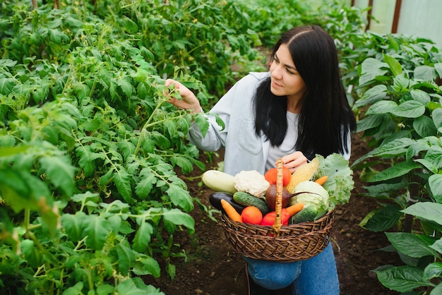 Giovane donna che raccoglie le verdure dalla serra