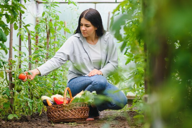 Giovane donna che raccoglie le verdure dalla serra