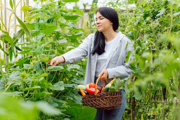 Giovane donna che raccoglie le verdure dalla serra