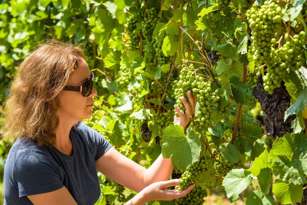 Giovane donna che raccoglie uva in vigna