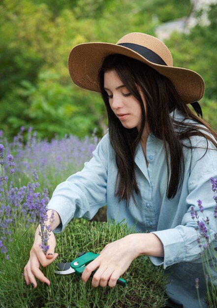 Giovane donna che taglia i mazzi di lavanda