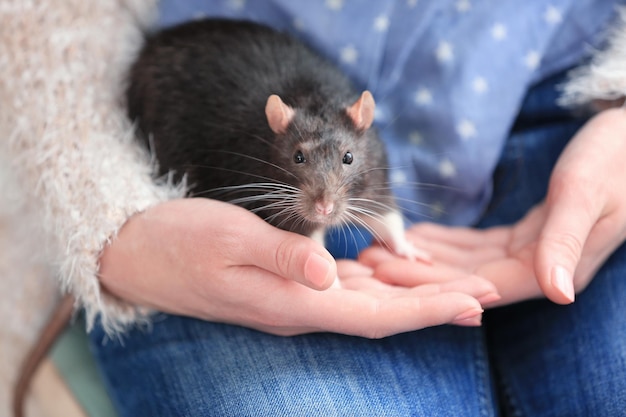 Giovane donna che tiene il primo piano sveglio del ratto