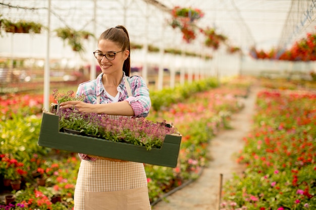 Giovane donna che tiene una scatola piena di fiori primaverili in serra